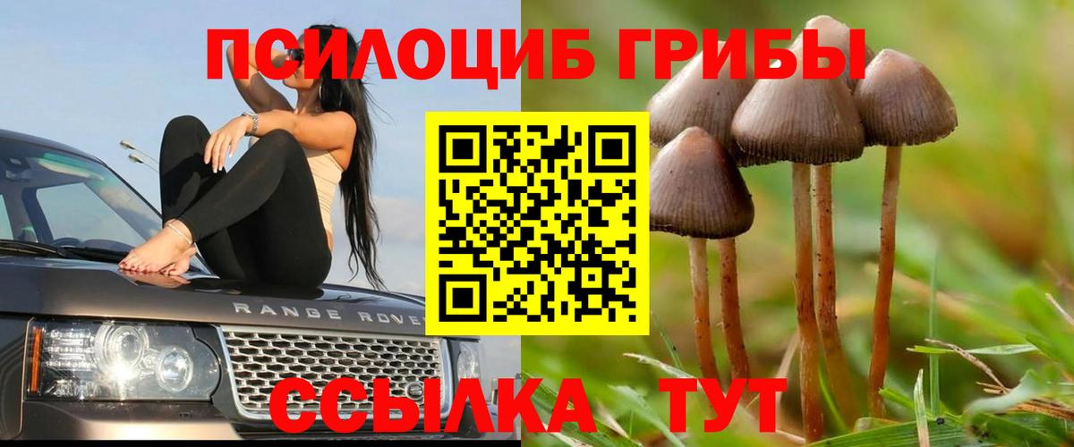 Галлюциногенные грибы Psilocybine cubensis Миасс